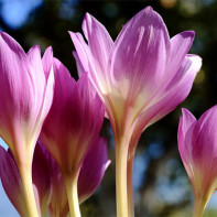 Colchicum صورة 5