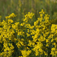 תצלום Bedstraw