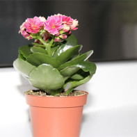 الصورة Kalanchoe 2