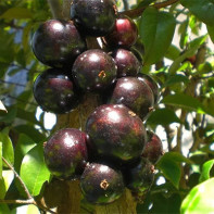 Jaboticaba תמונה 4