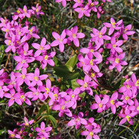 תמונה של Centaury 5