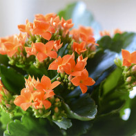 الصورة Kalanchoe 5