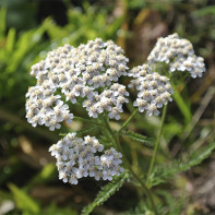 Yarrow 5