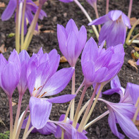 صورة Colchicum 2