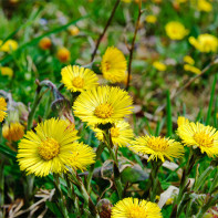 תמונה של coltsfoot