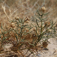 הרמוניות לצילום 3