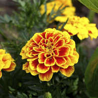 צילומי Marigold