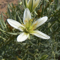 מפוחית ​​תמונות