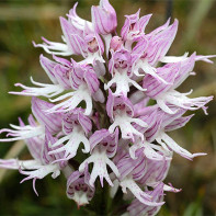 תמונה של Orchis 4