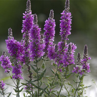 תמונה של loosestrife loosestrife 4