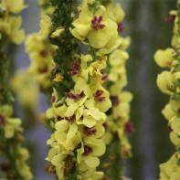 صورة Mullein Grass 3