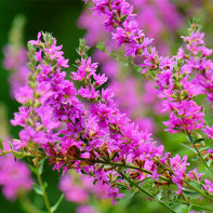 תמונה של loosestrife loosestrife 2