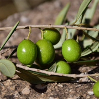 זיתים תצלומים 6