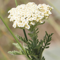 Yarrow 2