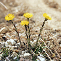 תמונה של coltsfoot 2