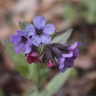 תצלום של Lungwort 5