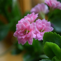 الصورة Kalanchoe 4