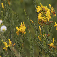 صبغ الصورة gorse 4