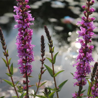 תמונה של loosestrife loosestrife 3