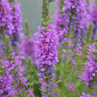 תמונה של loosestrife loosestrife 5