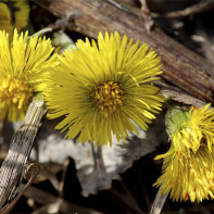 תמונה של coltsfoot 4