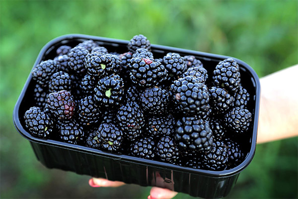 Blackberry during pregnancy