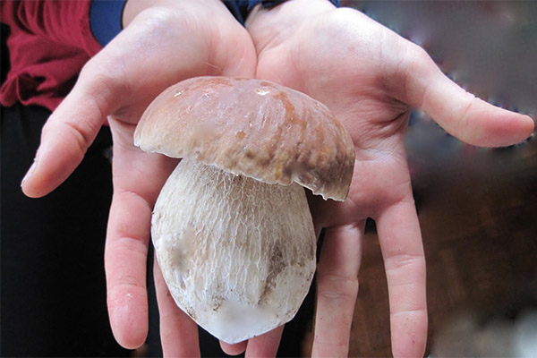 Useful properties of ceps