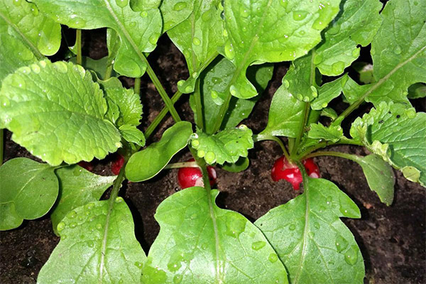 Radish-based folk medicine recipes