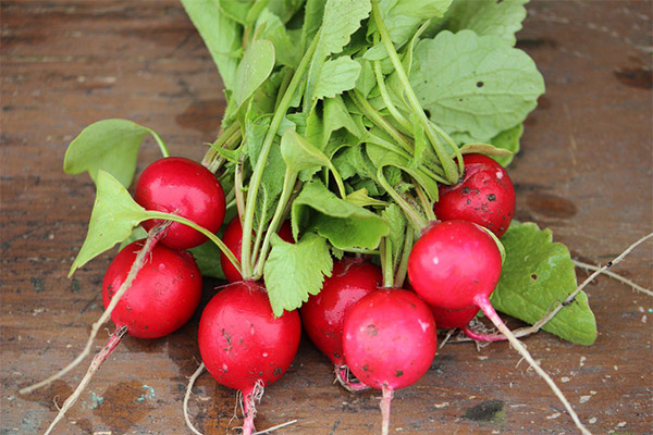 Radish in pregnancy