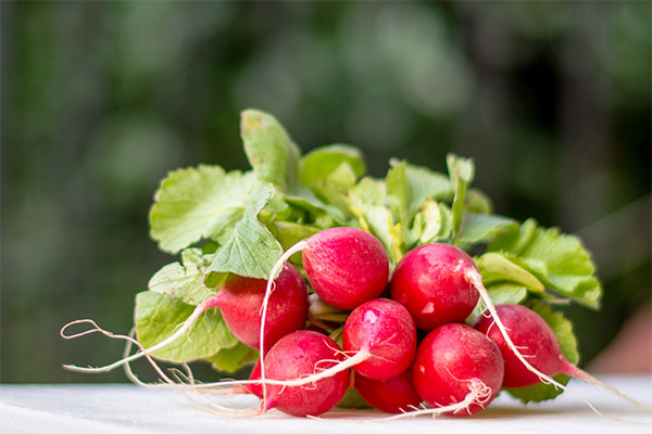 Radish in cosmetology