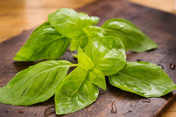 Basil in cosmetics