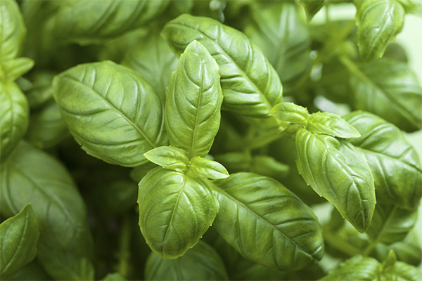 Basil in Medicine