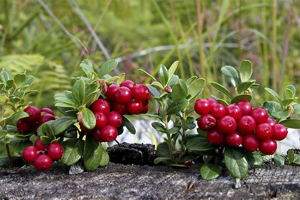 Lingonberry în medicină