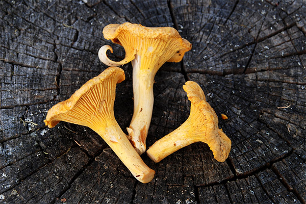 Chanterelles mushrooms in cosmetology