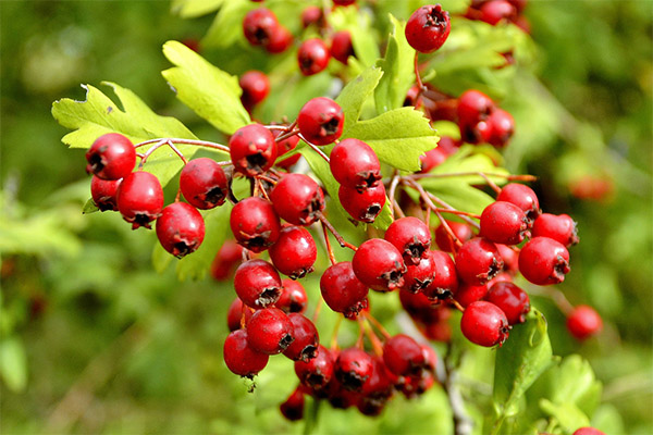 Ενδιαφέροντα στοιχεία για το Hawthorn