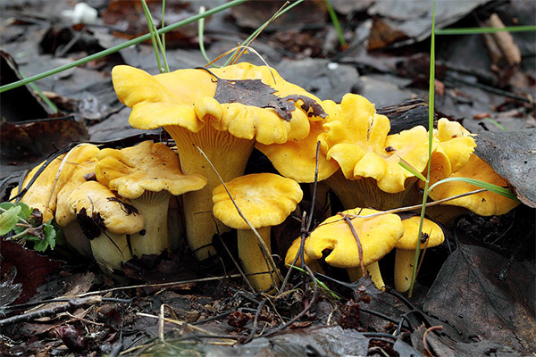 Fapte interesante despre Chanterelles