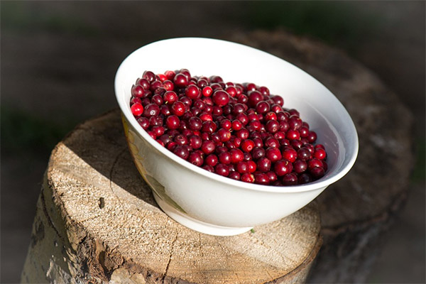 How to properly store cowberries