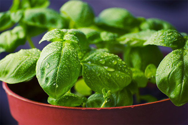 How to grow basil on a windowsill