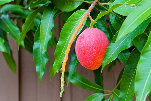 Kā sadedzināt mango