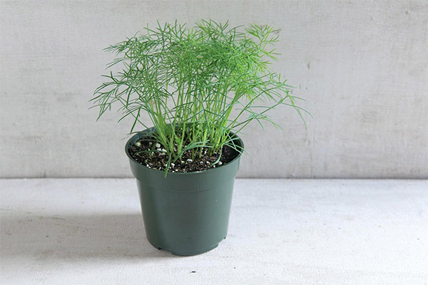 How to grow dill on a windowsill