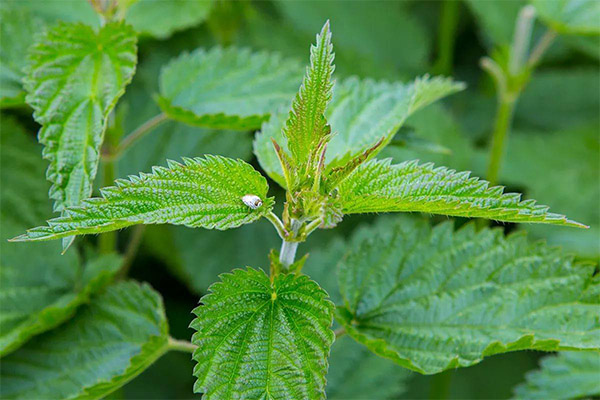 Nettles in Medicine