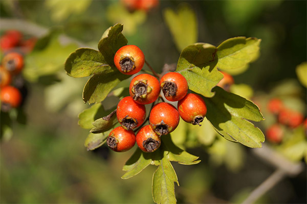 Therapeutic properties of hawthorn flowers and leaves