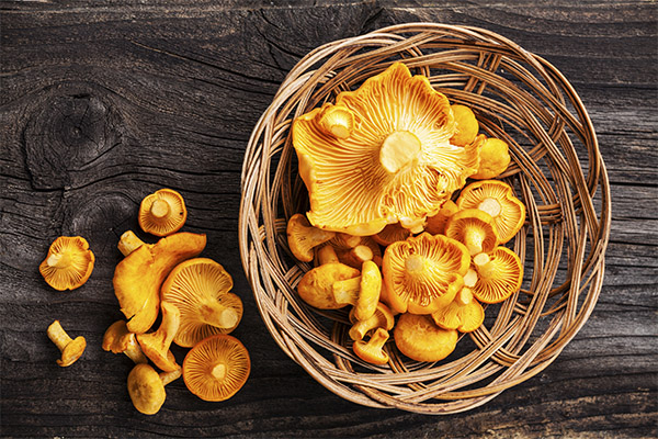 Can chanterelles pregnant and nursing women