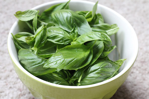 Useful properties of basil