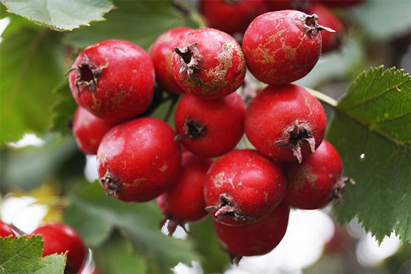 Useful properties of hawthorn