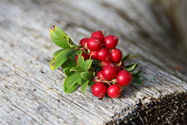 Beneficiile Lingonberry