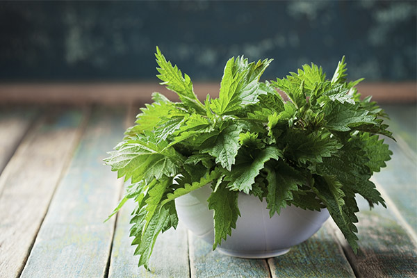 Useful properties of nettles