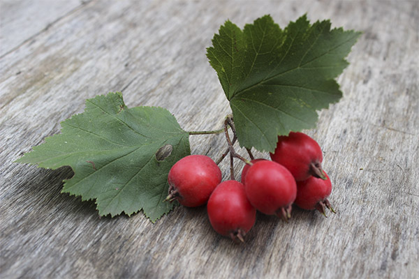 Τα οφέλη και οι βλάβες του Hawthorn