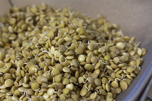 The benefits and harms of sprouted lentils