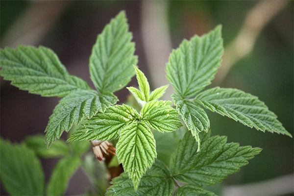 Raspberry Leaf Benefits